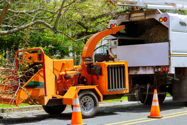 Best Tree Stump Removal  in Meadows Place, TX